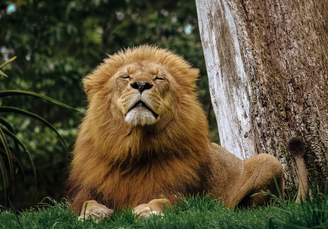 Lütfen Diyen Aslan