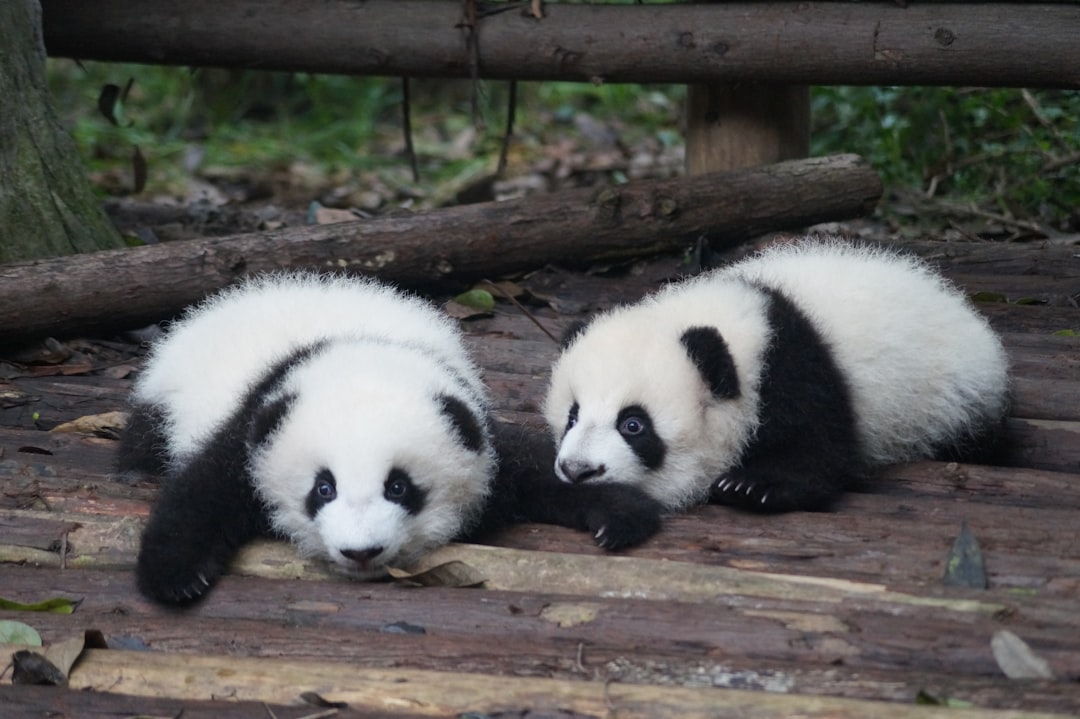 Paylaşmayı Seven Panda